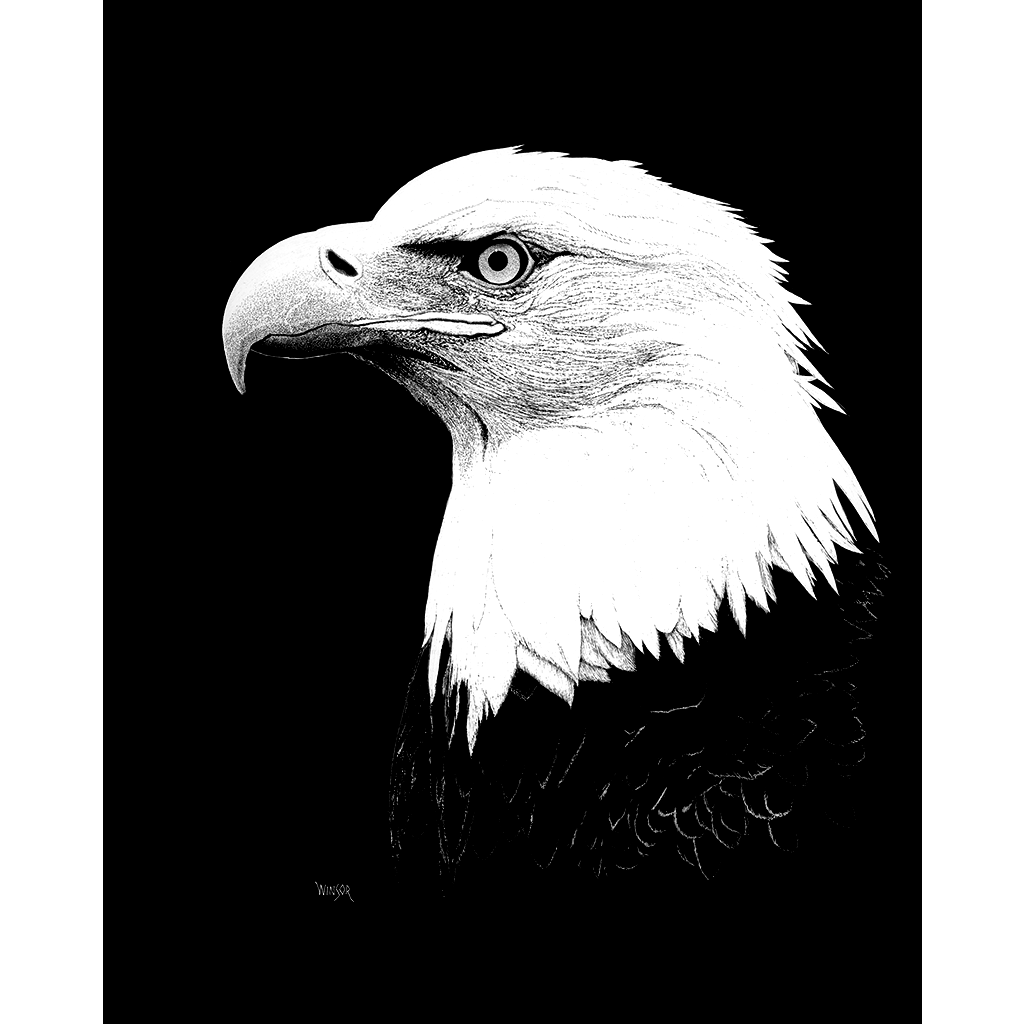 DWA-SB-0912-047-Bald-Eagle-Head-P1.png