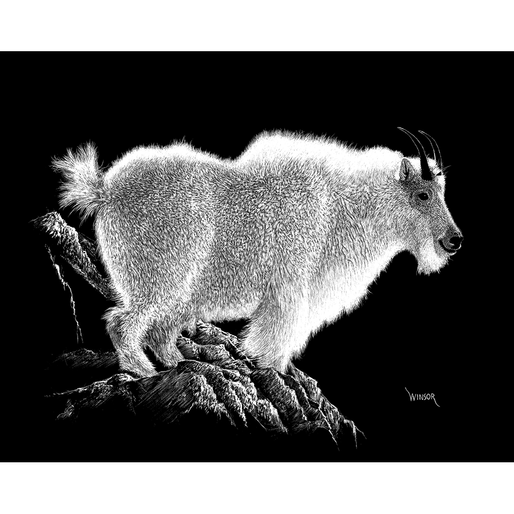 DWA-SB-1008-0077-Mountain-Goat-on-Rock-P1.png