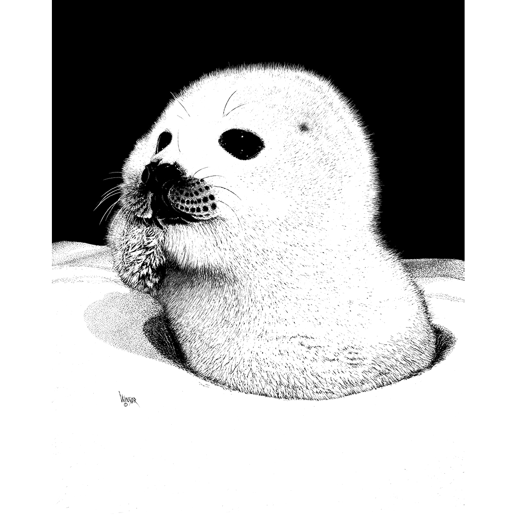 DWA-SB-1012-044-Seal-Pup-in-Ice-P1.png