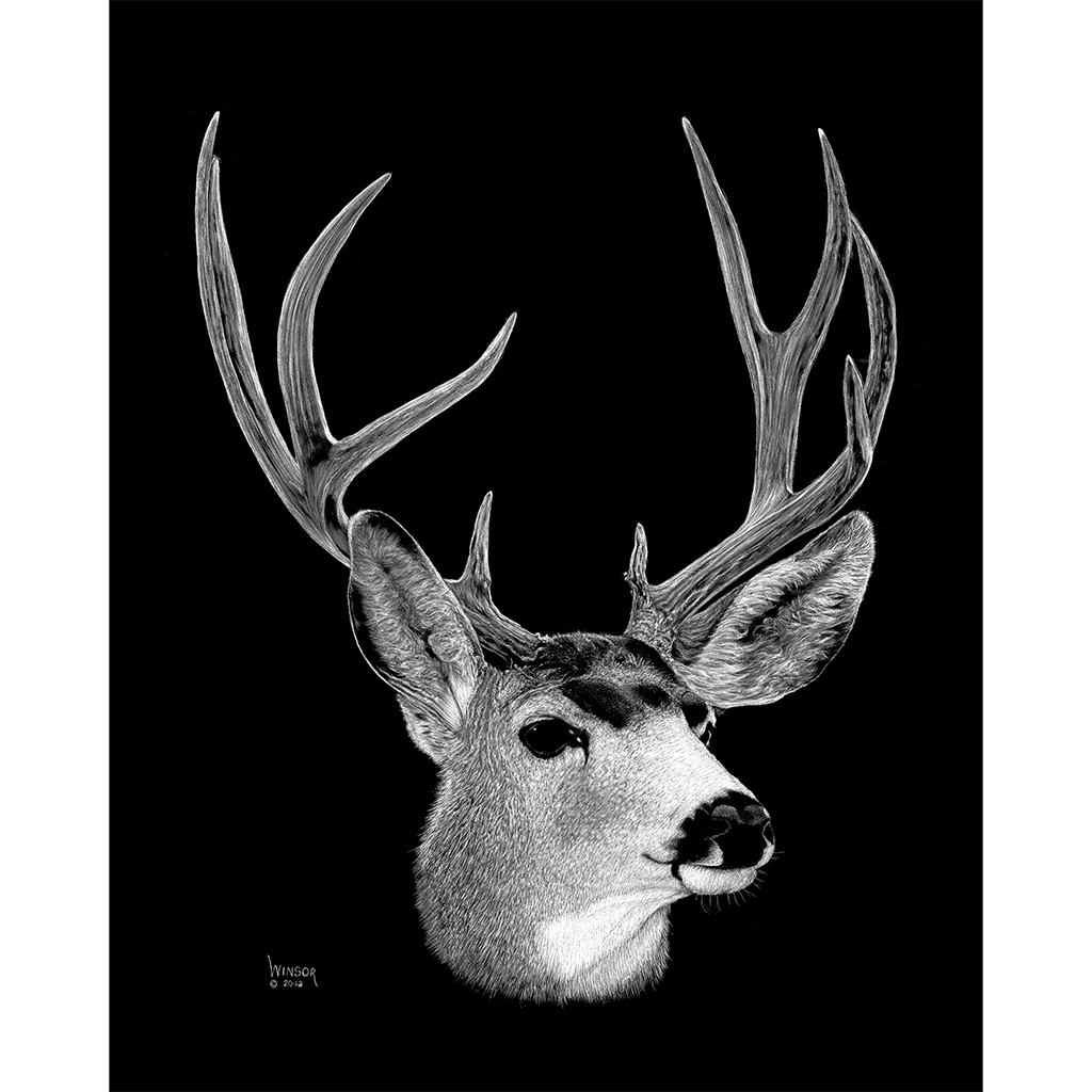 DWA-SB-1114-0017-mule-deer-stag-head-P1.png
