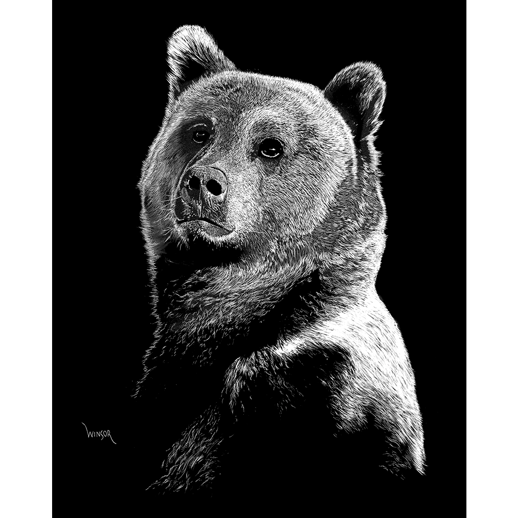 DWA-SB-1114-0087-Bear-Head-Shoulders-P1.png