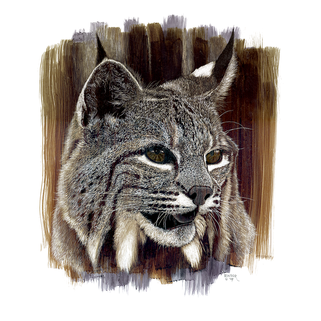 DWA-SB-1114-021-Bobcat-Head-Color-P1.png