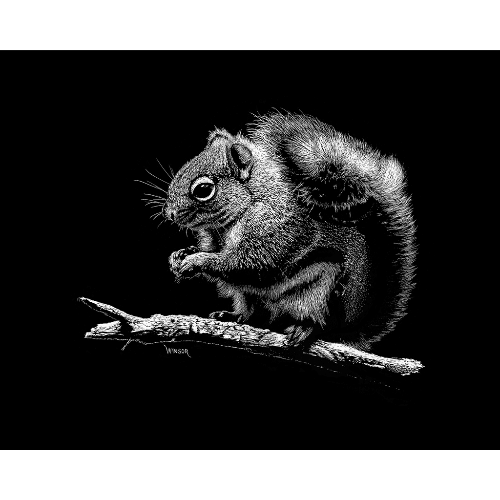 DWA-SB-1210-0145-010-Squirrel-on-Pine-Limb-P1.png