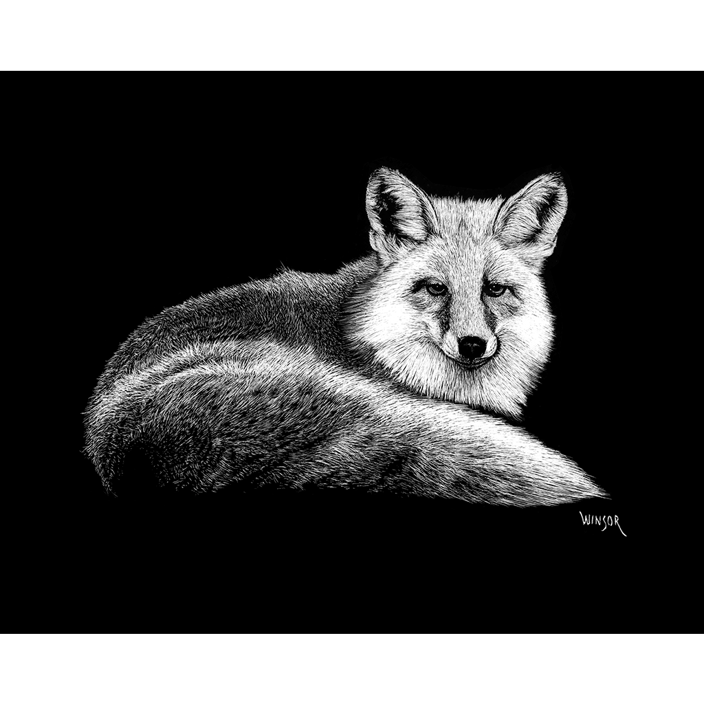 DWA-SB-1210-031-Curled-Fox-P1.png