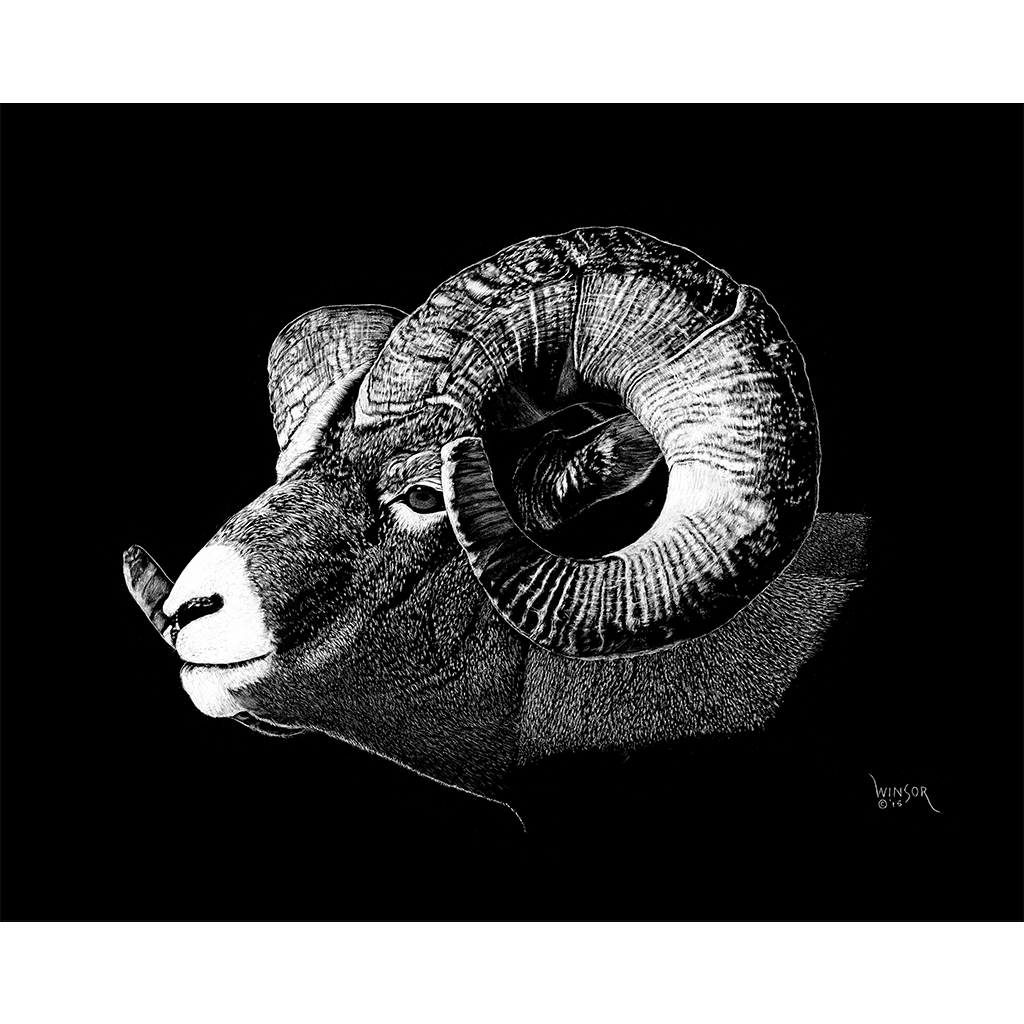 DWA-SB-1411-0090-Big-Horn-Ram-Head-P1.png