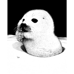 DWA-SB-1012-044-Seal-Pup-in-Ice-P1.png