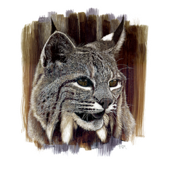 DWA-SB-1114-021-Bobcat-Head-Color-P1.png