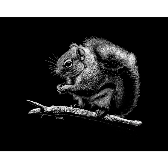 DWA-SB-1210-0145-010-Squirrel-on-Pine-Limb-P1.png