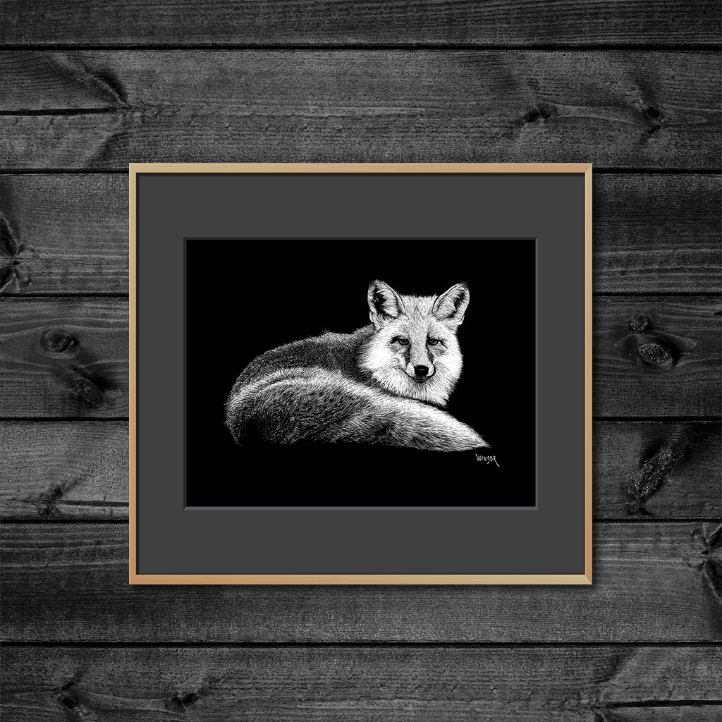 CURLED FOX Scratchboard Art Print WriteCraft Fine Art Reproductions